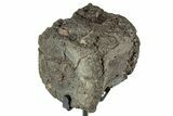 Fossil Hadrosaur Caudal Vertebra w/ Metal Stand - Texas #243614-4